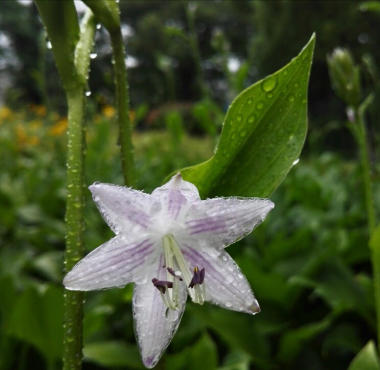 雨中花（七言绝句）