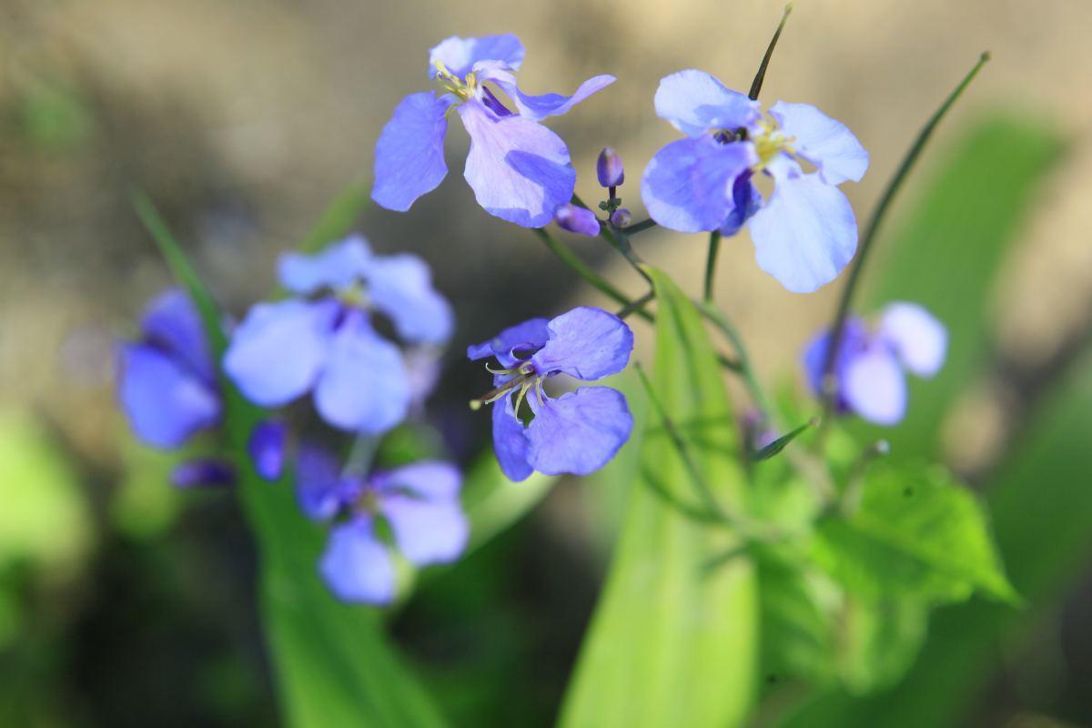 花卉植物有哪些（盘点100种常见花图鉴）