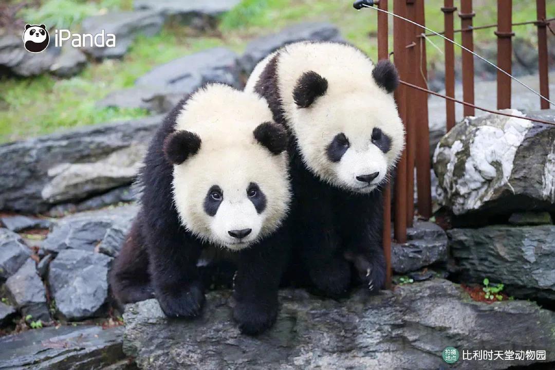 养熊猫读什么专业？来川农大就对了