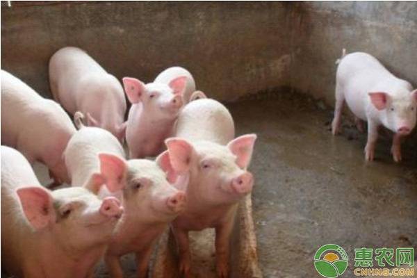 现在猪肉价格多少钱一斤？12月6日全国各地最新猪肉报价