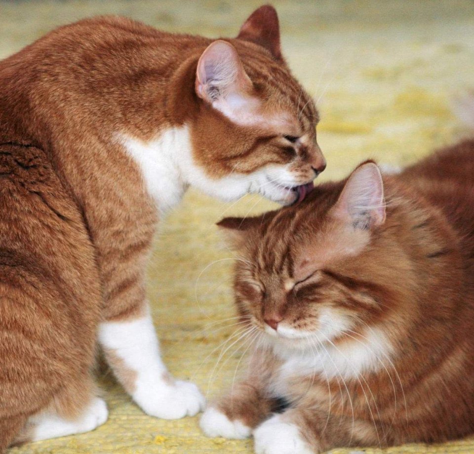 两只猫咪交配，强行分开后果会怎样？