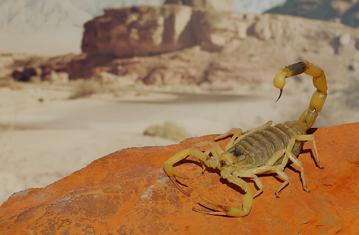 蝎子价格2016行情蝎子到了1500元