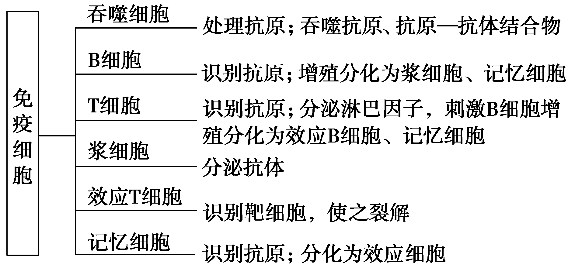 體液免疫與細胞免疫圖解:(1)關注免疫細胞的三個