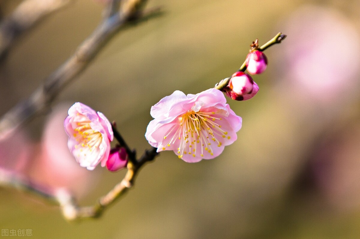 做抖音小店无货源佣金设多少合适？如何吸引达人？