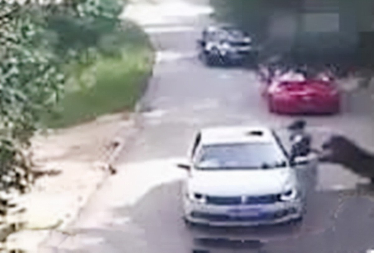 “老虎咬死游客事件”幸存者：至今没有工作，最大心愿是整容