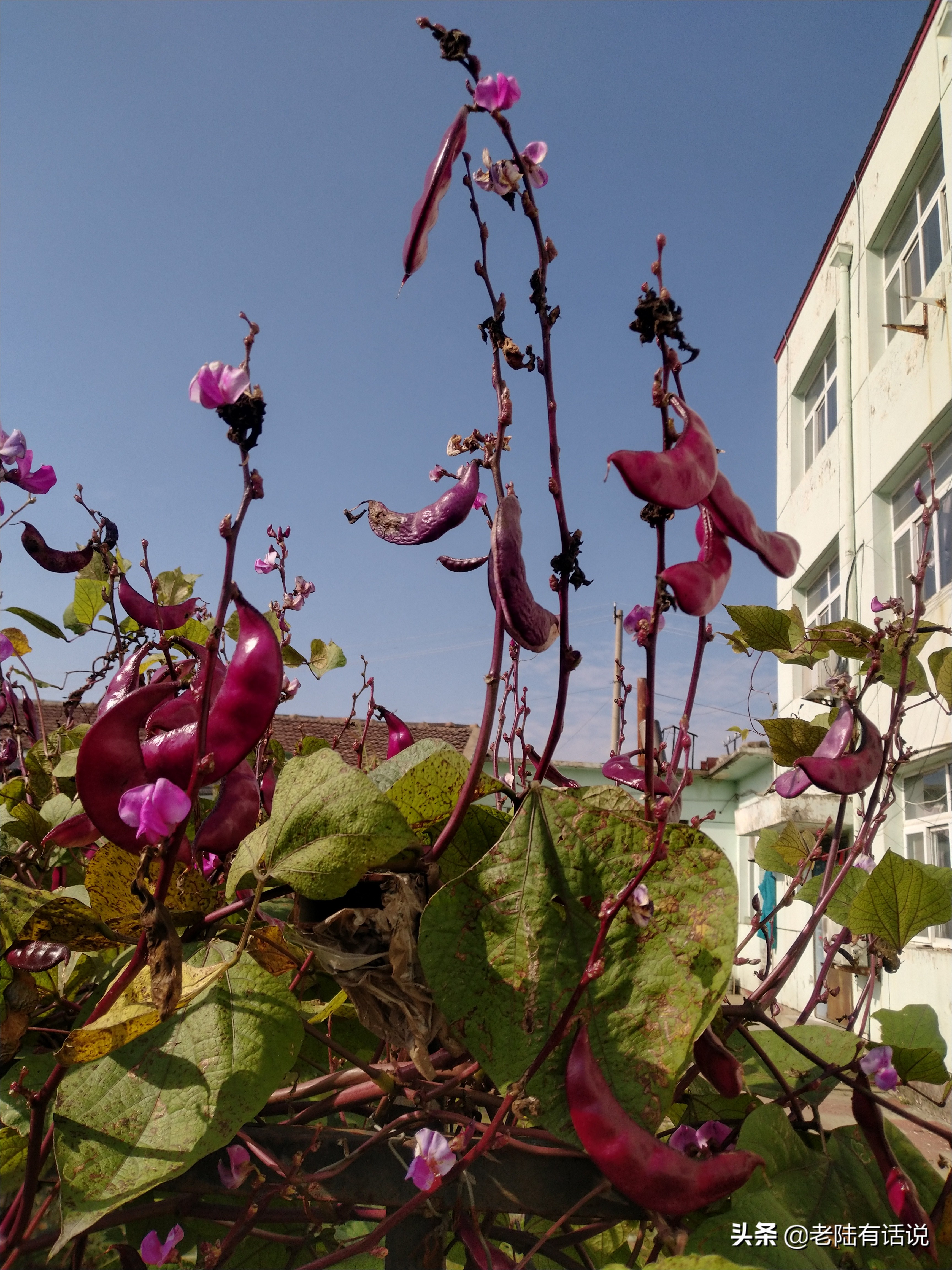 我的城市小菜园，我的田园之梦，金秋收获绿色食品