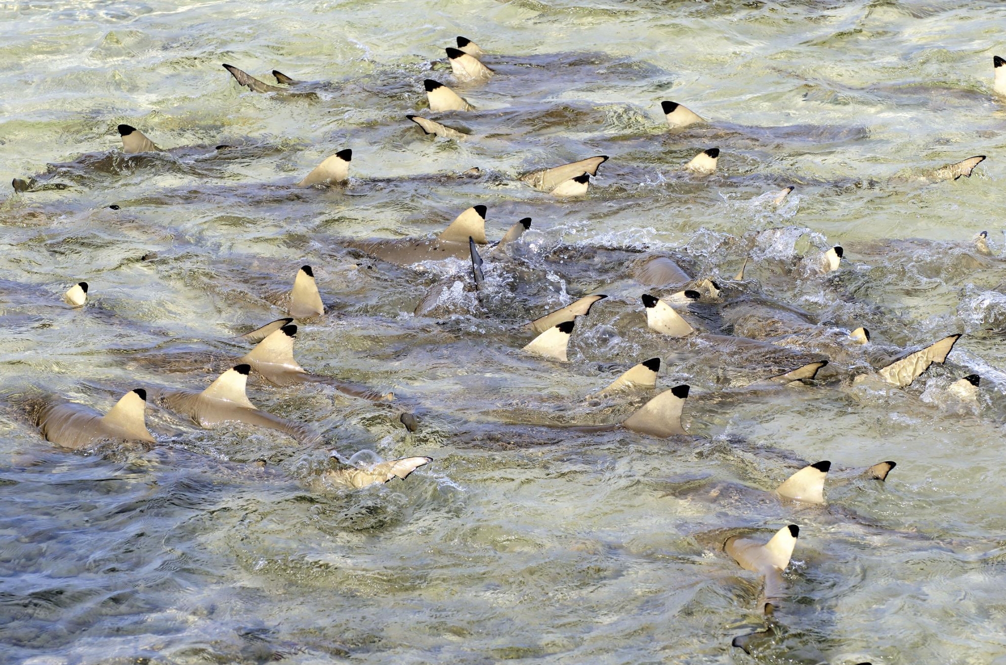 黑鳍鲨(物种百科：黑鳍鲨)