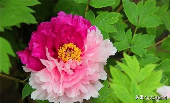 唯有牡丹真国色：10首最经典的牡丹花诗词