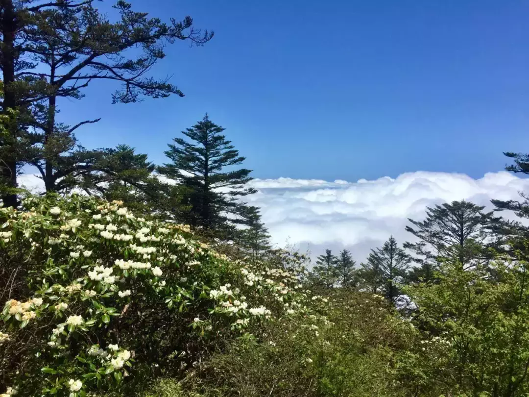 凭准考证免门票！成都周边这8大景区放大招，最长持续到9月