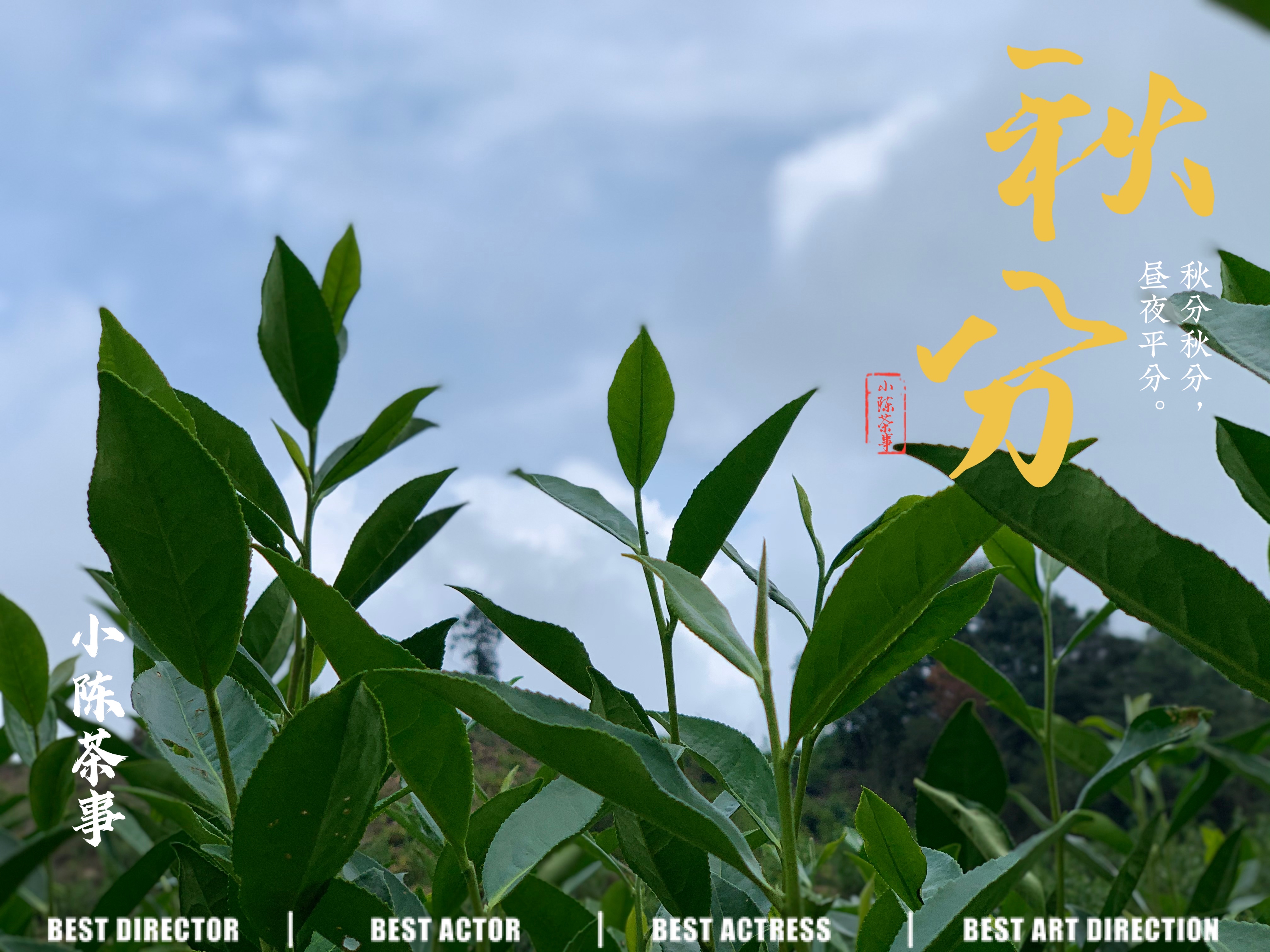 为什么买的金骏眉带有蜜薯香？红茶里出现这种味道，是悲还是喜？