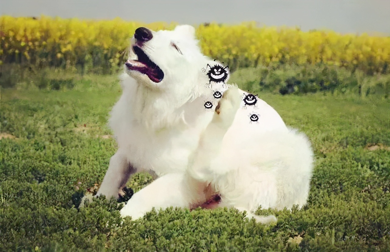 狗肚子有虫什么症状，如何预防寄生虫