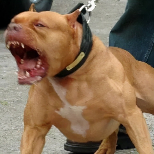 比特犬的黑暗历史，看完就知道它为什么这么猛了
