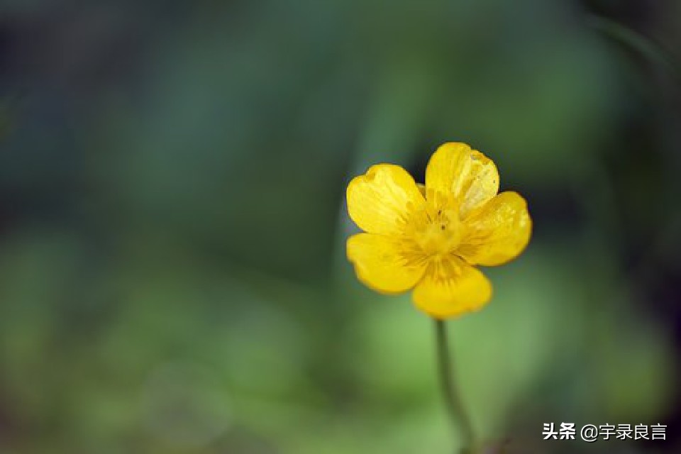 简短精致的句子：将心比心，真是都写到心坎里！