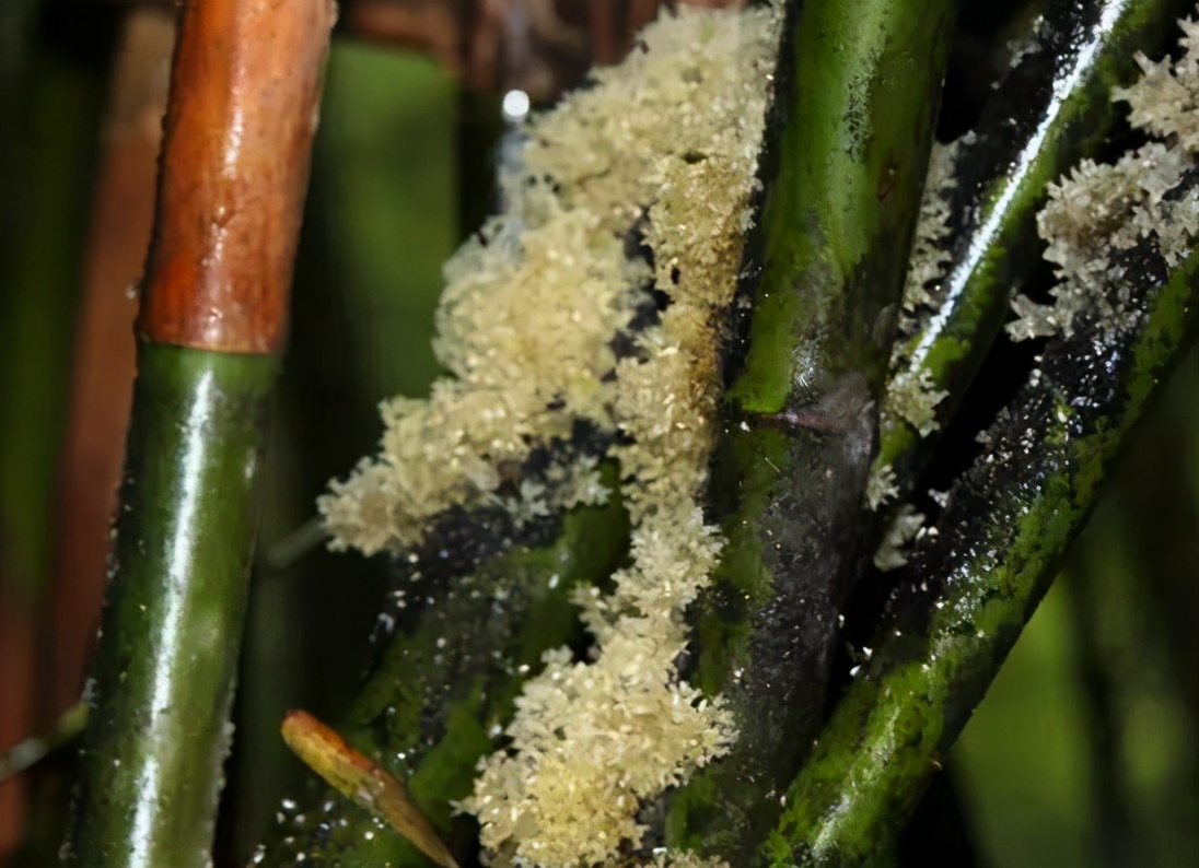 竹燕窝一斤多少钱俗称