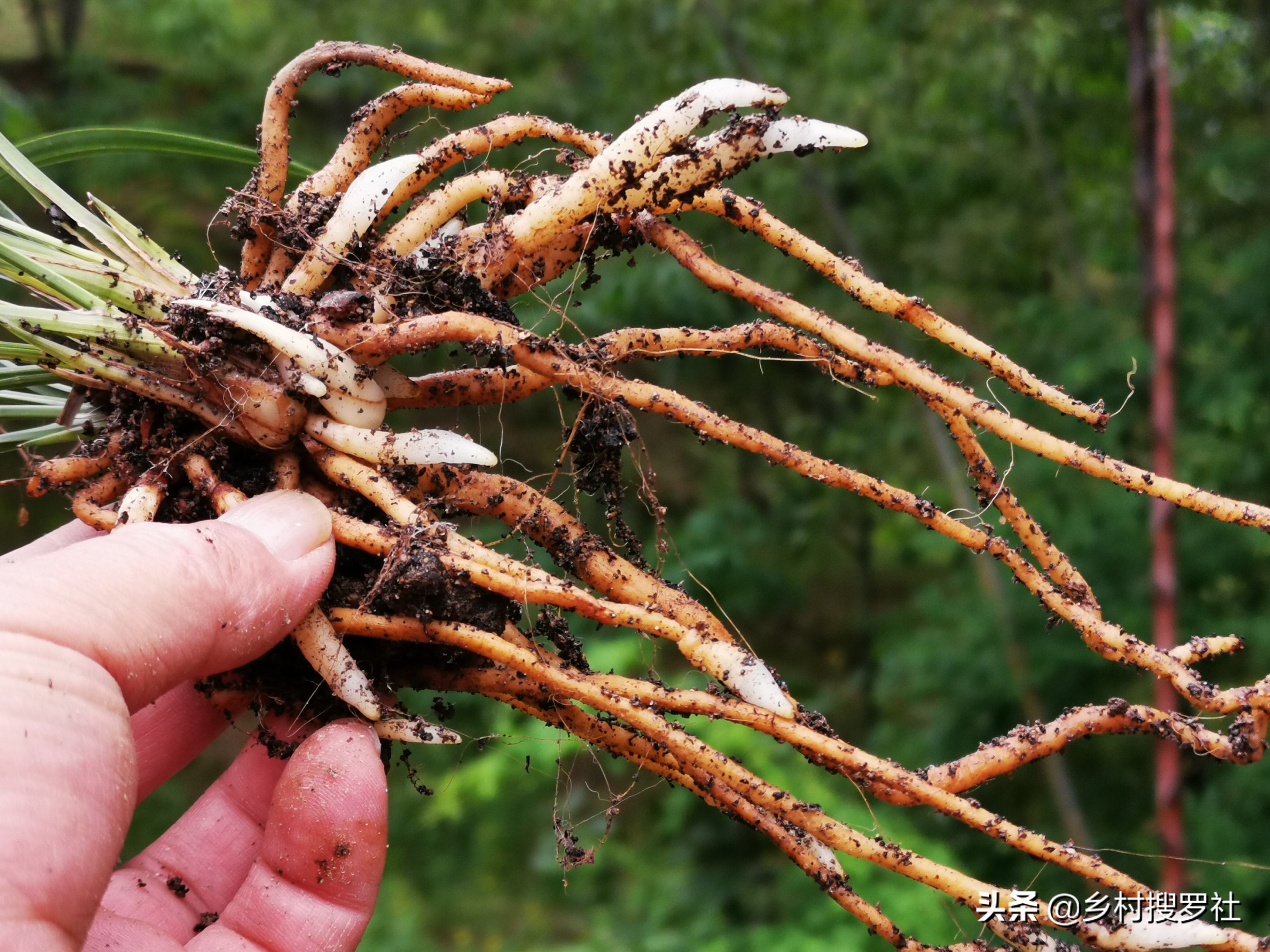 兰花根系又细又长而且多,兰友:需要换植料了