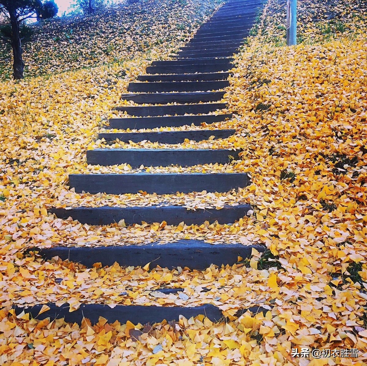 晚秋唐诗美句，雨中黄叶树，灯下白头人，诗句苍凉，情谊温厚