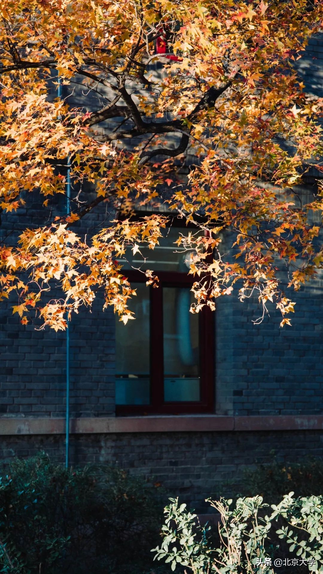 独家限定！北大赏秋地图来了