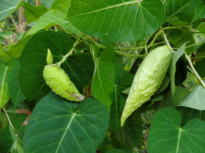 老瓜瓢的功效与作用老瓜瓢的功效与作用