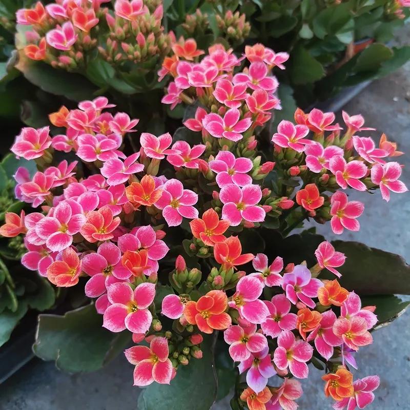 玫红单25.珍珠粉23.海伦21.紫单▲图片来自花友阳光云朵19.