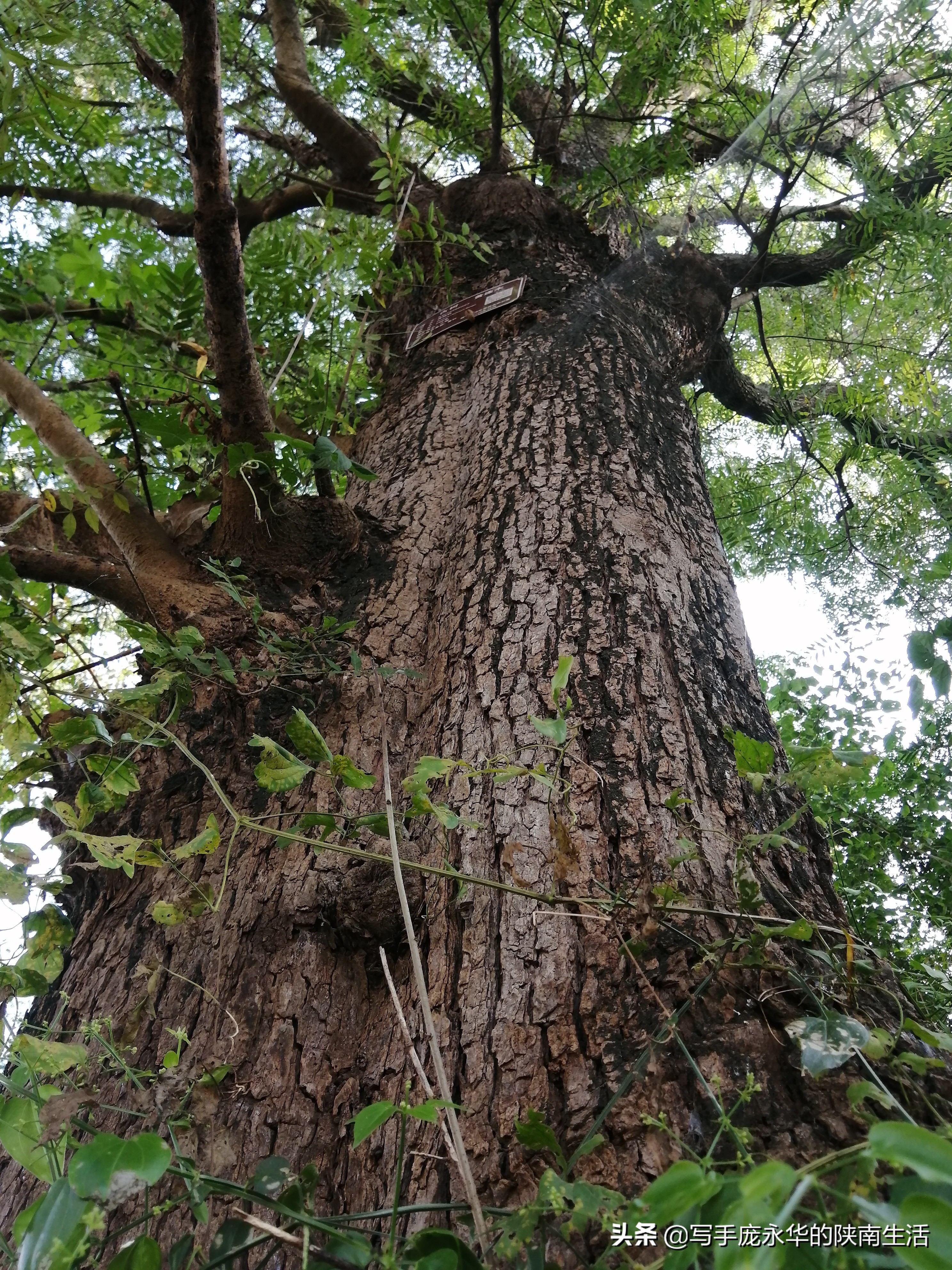 柞木树图片(陕南) - 赤虎壹号