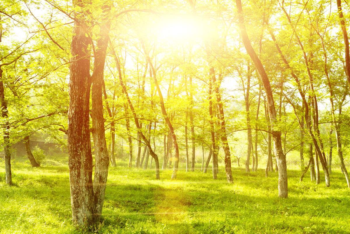 2019上海春季高考作文参考范文 “小草的梦想” 新鲜出炉