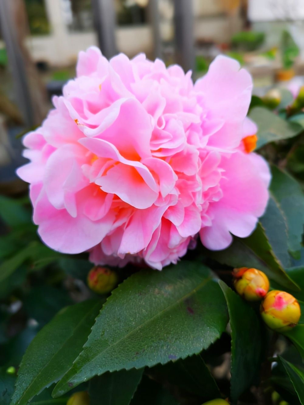 香茶花品种图片名称大全(盘点3种芬芳扑鼻的香茶花)