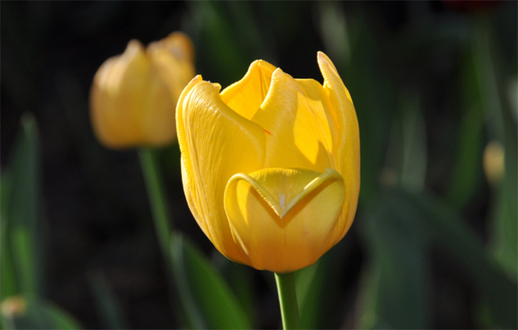 郁金香花语和寓意（有7种郁金香的花语关键时候学习下）