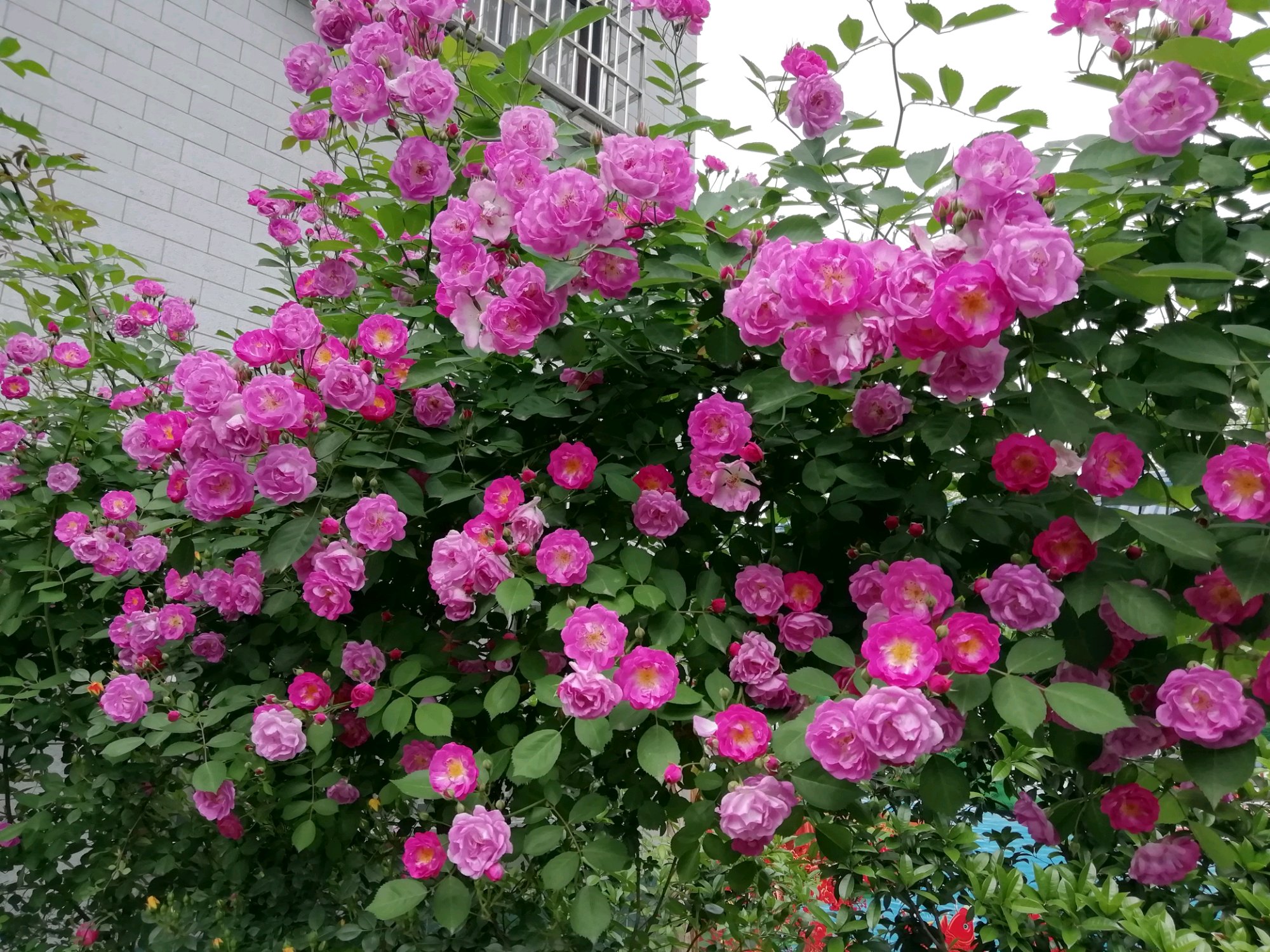 蔷薇“十姐妹”，开花超级多，能开成花墙，养护容易，南北都能种