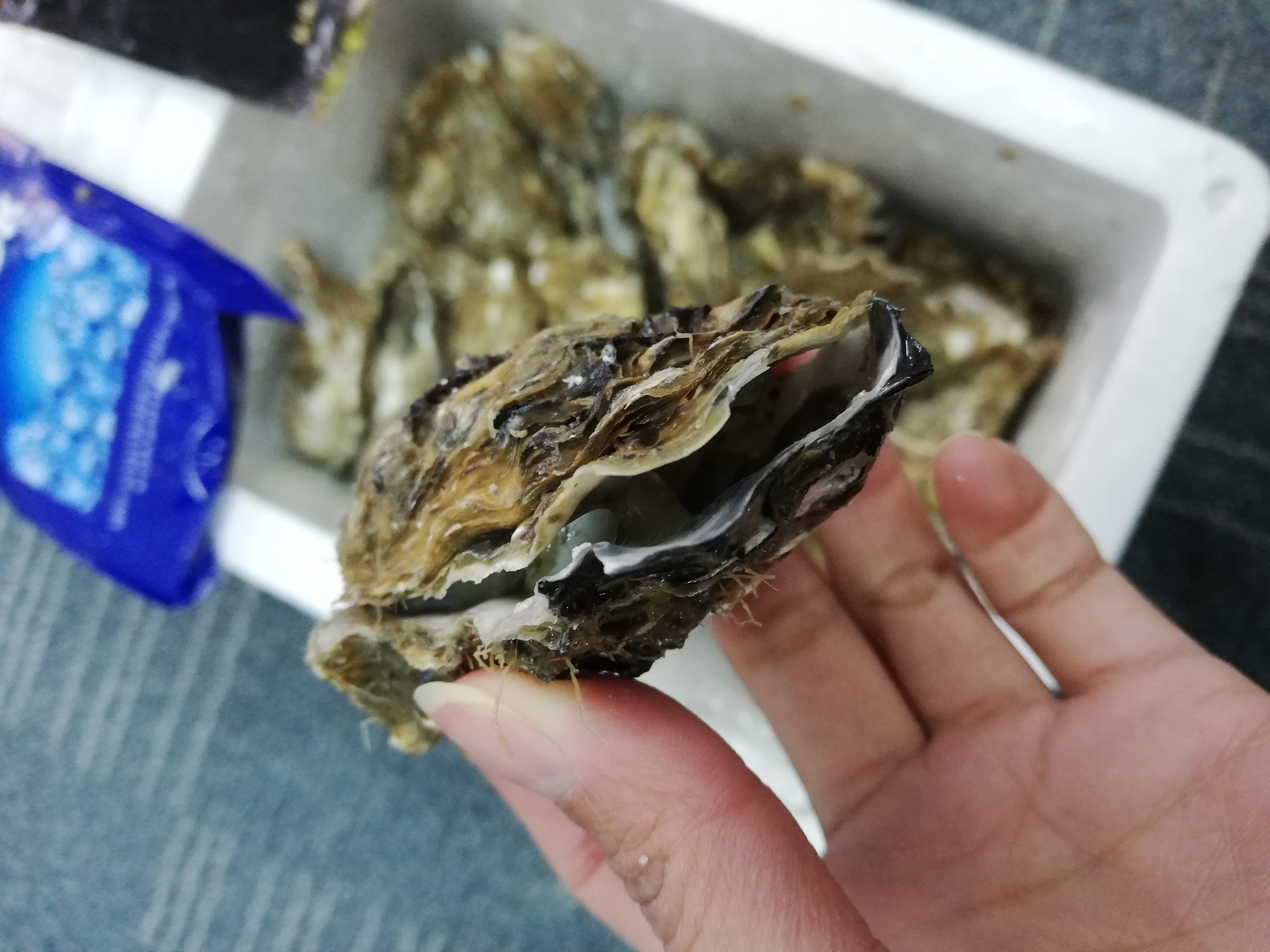 能活多久?该如何暂养保存?生