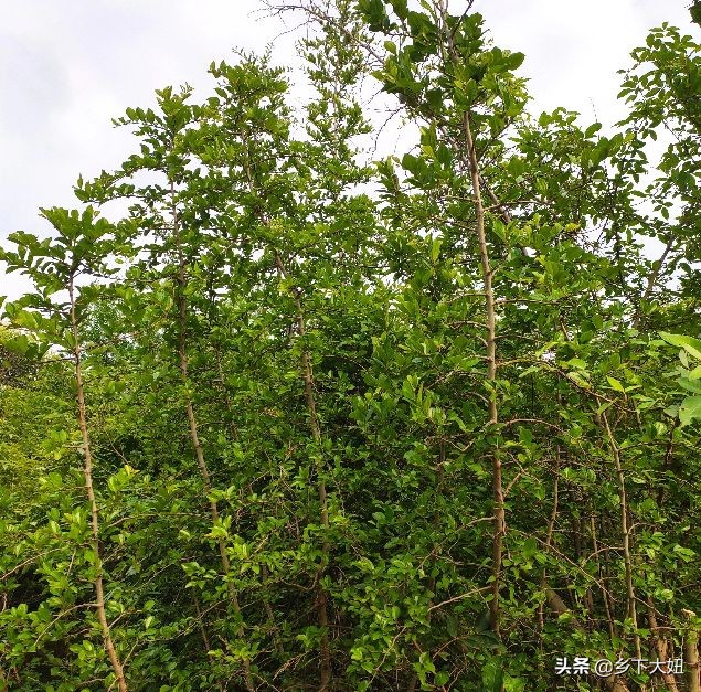 农村有种铁篱笆树,浑身长满尖刺扎得人生疼,却是受追捧的香馍馍