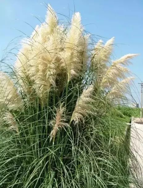 地中海荚蒾简介（做花境设计常用的60种植物介绍）