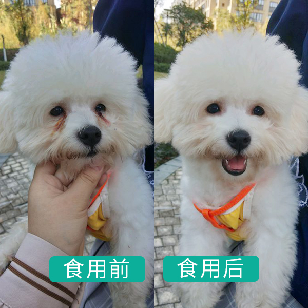 比熊犬：可以说是最好养的犬种之一，养一只不后悔