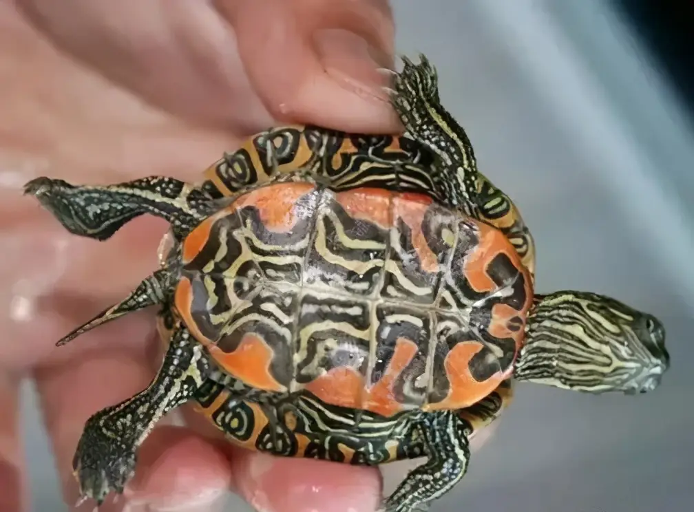 乌龟的种类图片及名称（乌龟的品种图片）