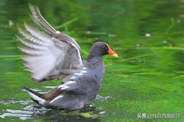 黑水鸡百科知识，中国秧鸡科鸟类之一