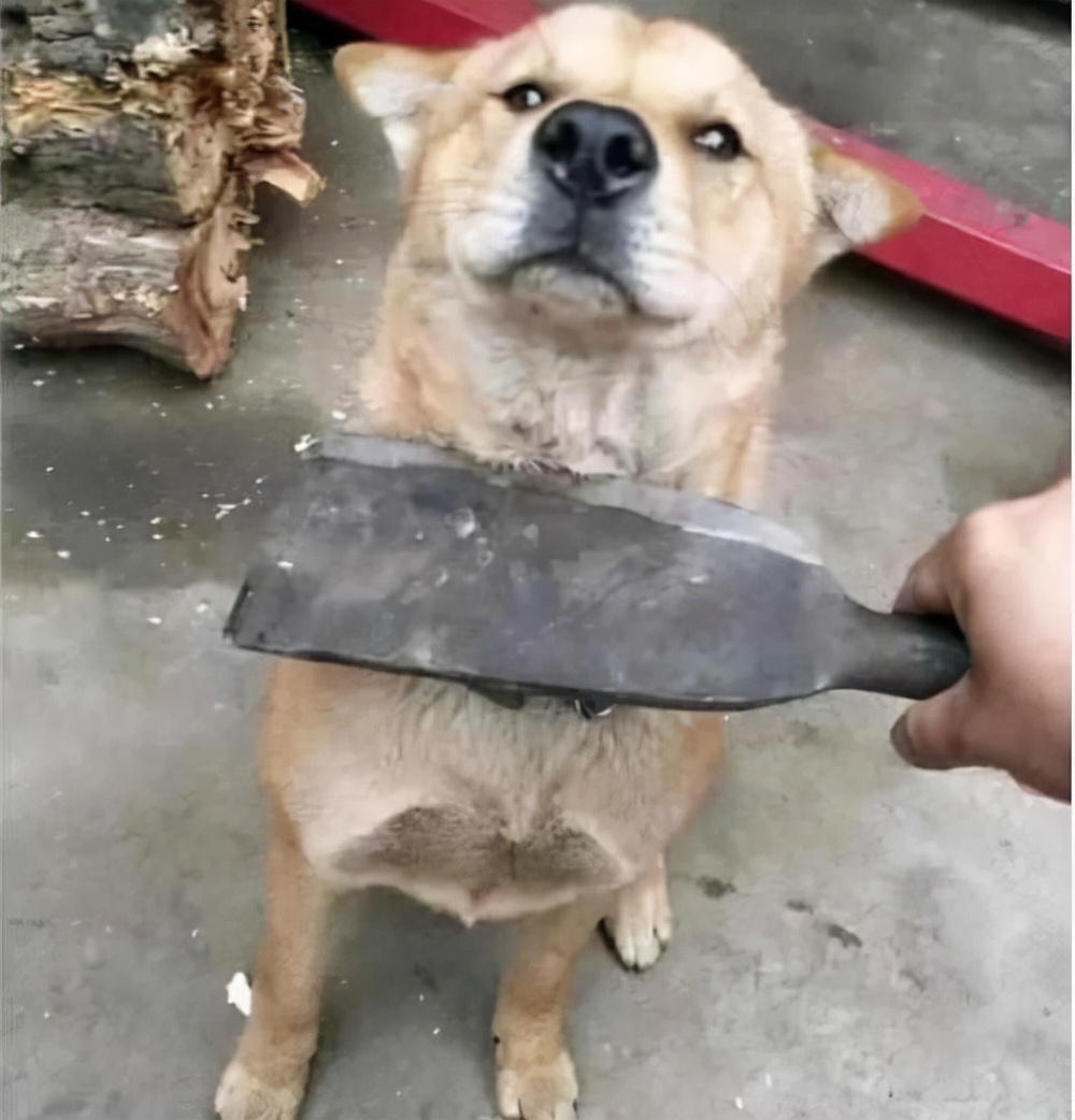 狗狗有这些表现,说明它已经"不忠心",太心疼你了