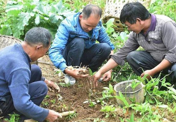 夏至后长出来，有强烈的毒性，20年前很多人采挖它，如今不值钱了