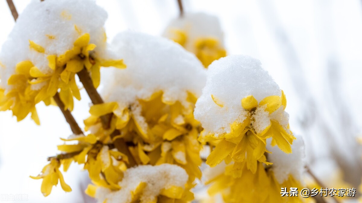 六月“飘雪”，莫不是千年的窦娥冤情，意识在雪中传播