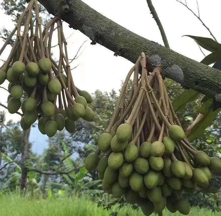 核桃是树上结的还是土里长（长在树上的4种食物）