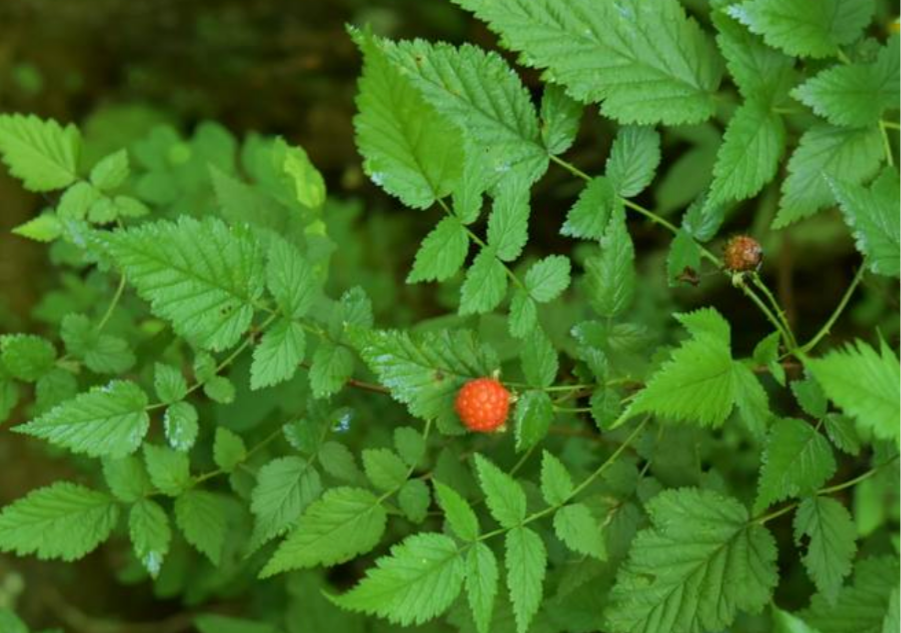 刺莓(秦岭山区几种常见的悬钩子属野生水果,你认识吗?
