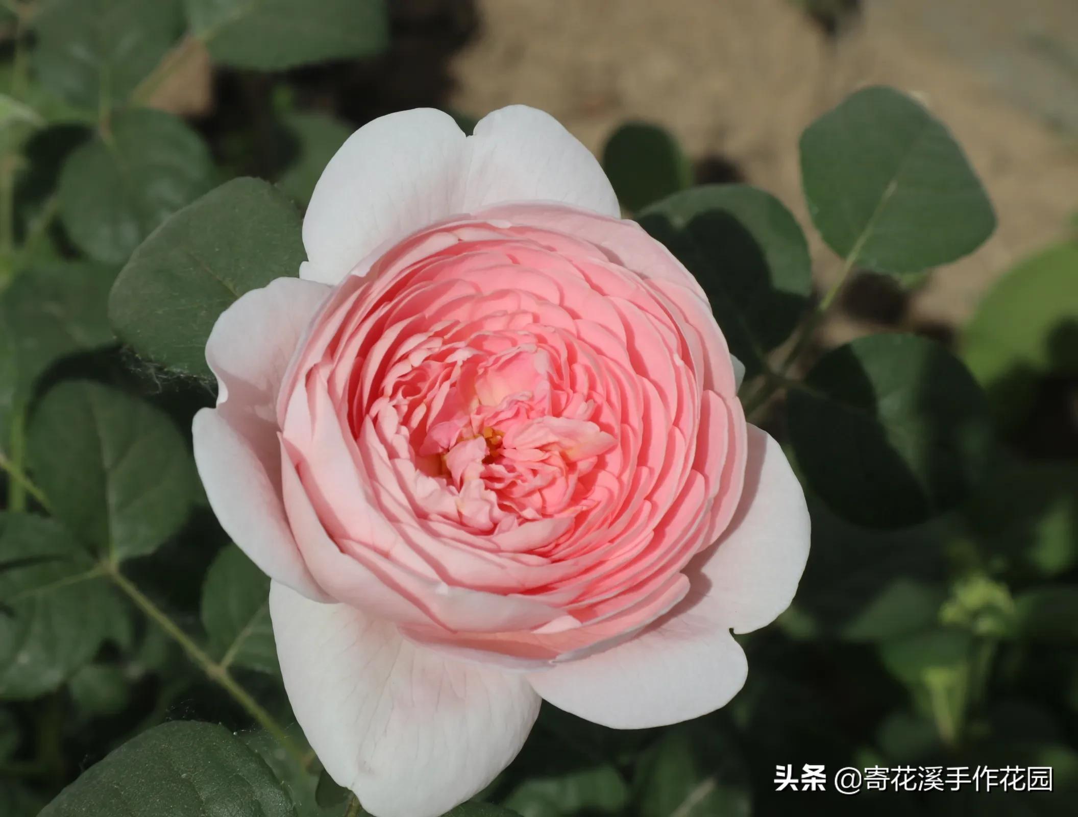 植物生长记录表图片(北方花园5月末植物生长记录)