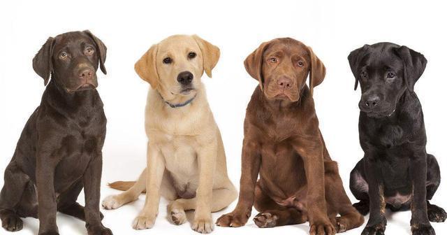 “狗界人气王”拉布拉多，4款常见色，哪一款是你的最爱？