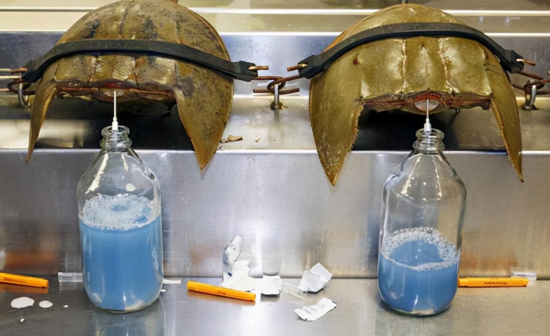 每年60万只鲎被"强制献血",1升能卖10万