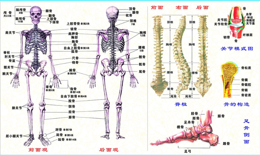 都是生活在地球的人类，为什么西方人比中国人多了2块骨头？