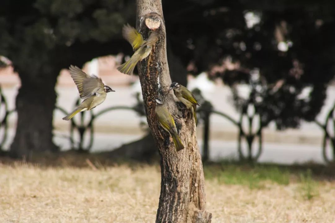 神奇动物在哪里？这些大工校园里的神奇动物你们见过哪些呢？