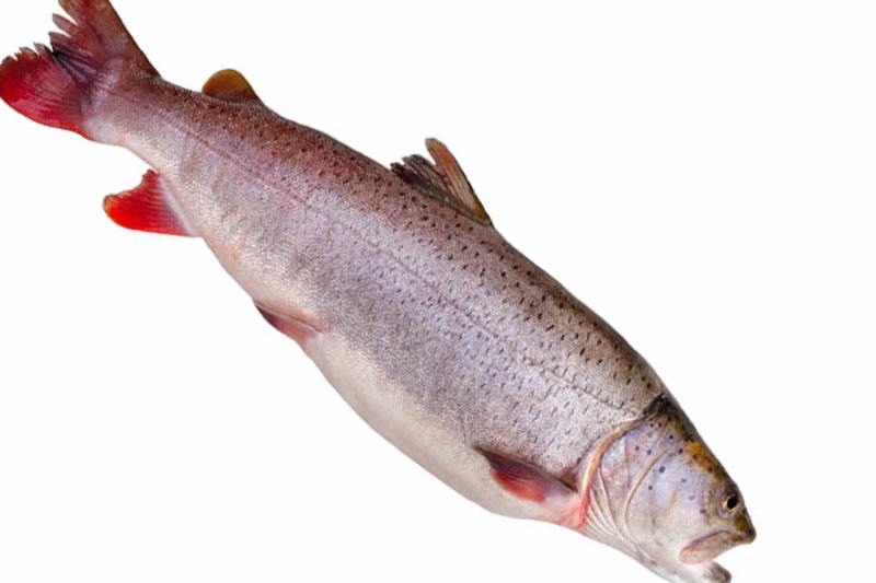 属的瓦氏雅罗鱼;胡罗前面我也介绍过,就是葫芦籽;铜锣是白吻梭鲈鱼,也