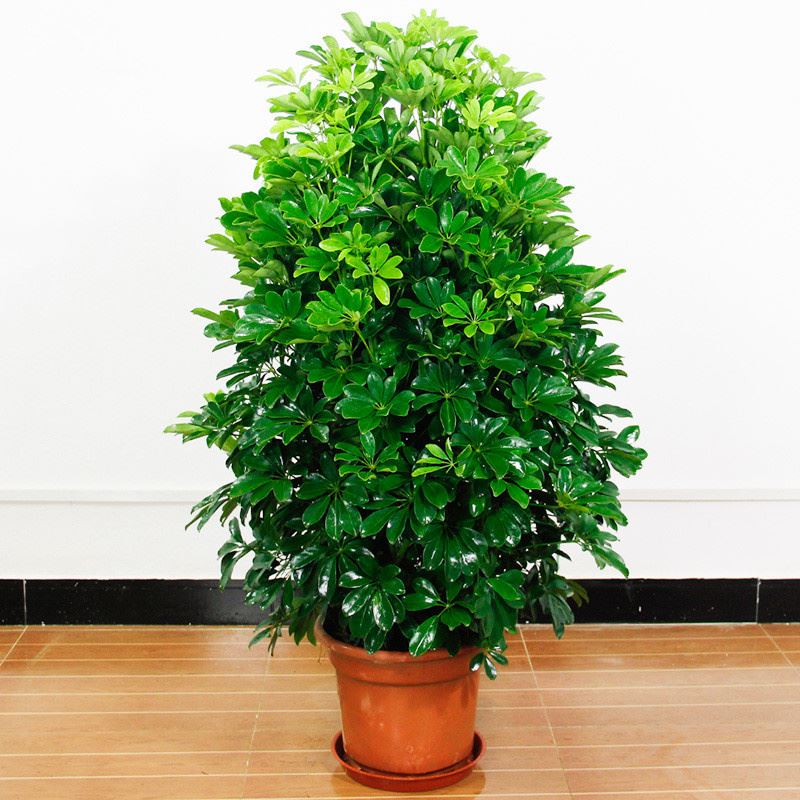 植物图片大全大图唯美(12种花) - 赤虎壹号