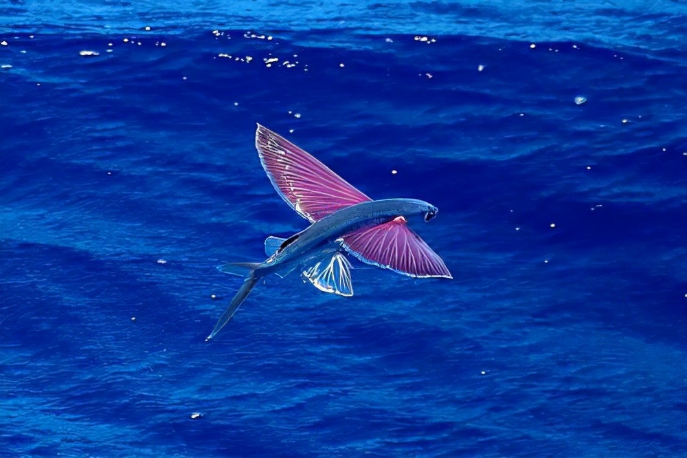 最大约长45公分(18寸),长长的胸鳍一直延伸到尾部,像鸟类的翅膀一样