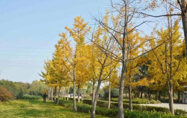 郑州这10个绝佳赏秋地，风景绝美，很多地方都还免费