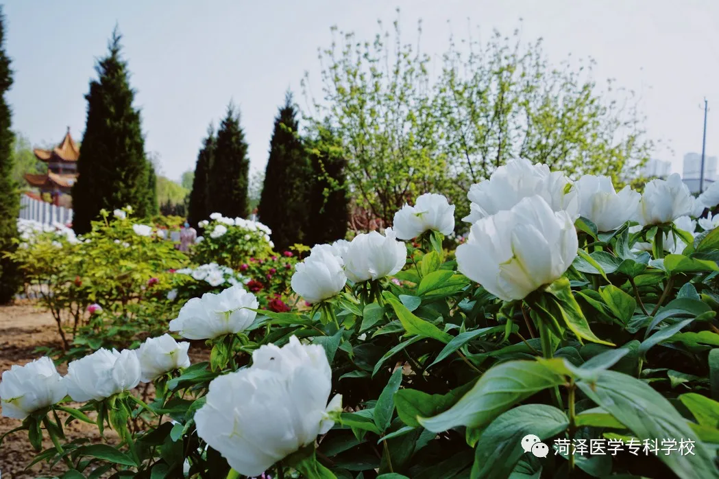 菏泽医学专科学校牡丹，又是姹紫嫣红开遍