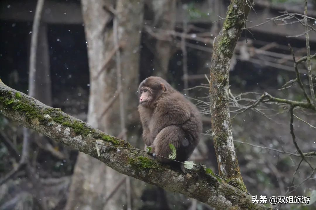1只猴子＝1个四岁熊孩＋1只二哈，问峨眉山的猴子能当宠物养吗